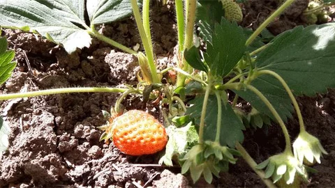 Bursa'nın Dağ Çileği Olgunlaşıyor