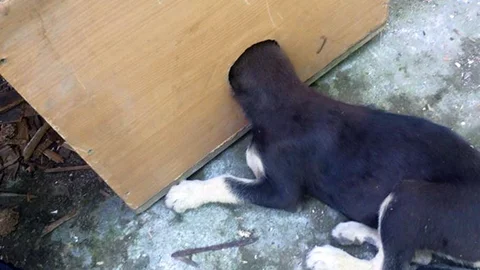 Sakarya'da Sıkışan Köpek Kurtarıldı