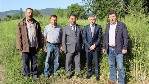 Lenoks Bitkisi Çiftçiyi Sevindiriyor