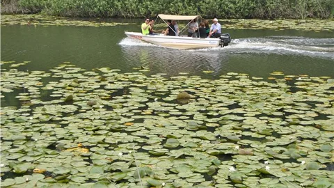 Acarlar Longozu'na Turist Akını