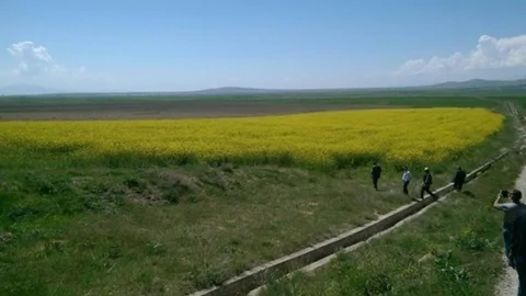 Van'da Yem Şalgamı Ekimi Yapıldı