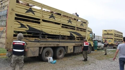 Diyarbakır'da Kaçak Hayvan Operasyonu