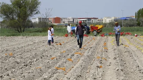 Niğde Üniversitesi Patates Araştırmaları Geliştiriyor