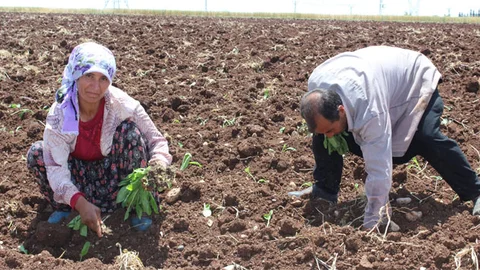 Adıyaman'da Tütün Dikimi Başladı