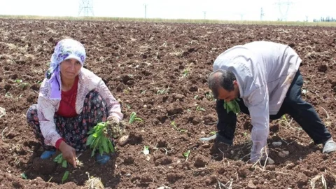 Adıyaman'da Tütün Dikimi Sezonu Başladı