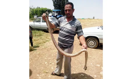Şanlıurfa'da İki Metre Yılan Yakalandı