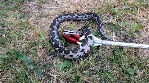 Yalova'da Yılan Operasyonu Gerçekleşti