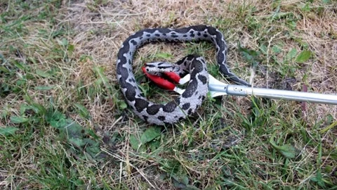 Yalova'da Yılan Kurtarma Operasyonu