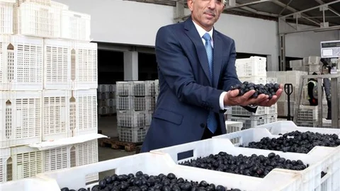 Bursa'da Zeytin Fiyatları Sabit Kalacak