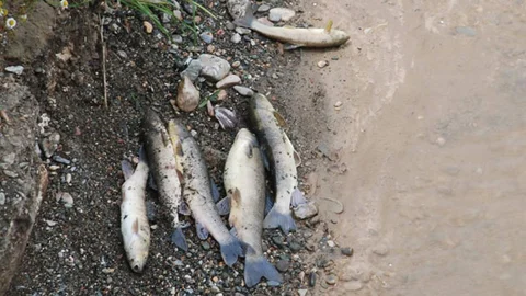 Tokat'ta Balık Ölümü Soruşturması