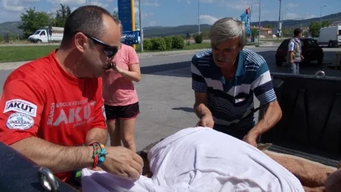 Muğla'da Yaralı Kaplumbağa Kurtarıldı