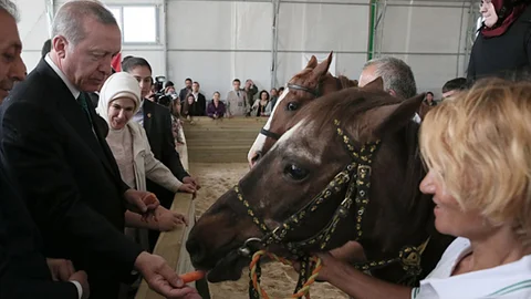 Cumhurbaşkanı Erdoğan, atlara havuç verdi