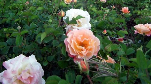 Didim'de 50 Bin Gül Yaşam Mücadelesi Veriyor