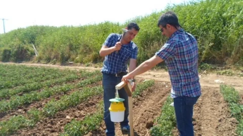 Domateste Tehlike Var