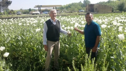 Kütahya Hisarcık’ta Haşhaş Üretimi Artıyor