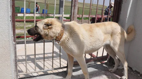 Sivas'ta Kangal Köpekleri Cam Fanusta Korunacak