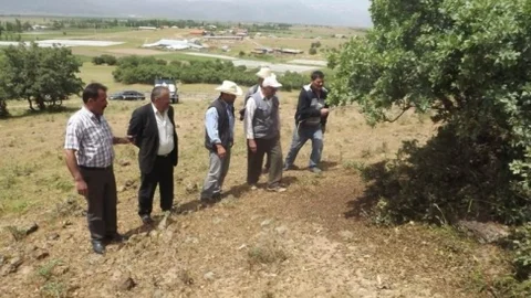 Seydişehir'de Çekirge İstilasına Dikkat