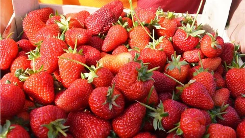 Çilek Fiyatları Arasındaki Farklar