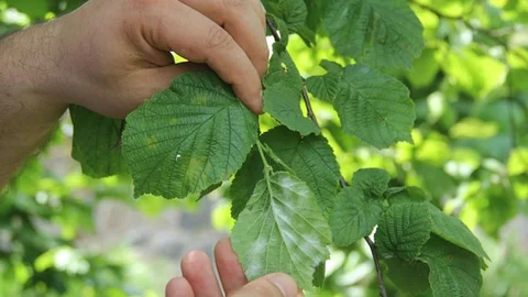 Fındıkta Küf Hastalığı Sorunu Yaşanıyor