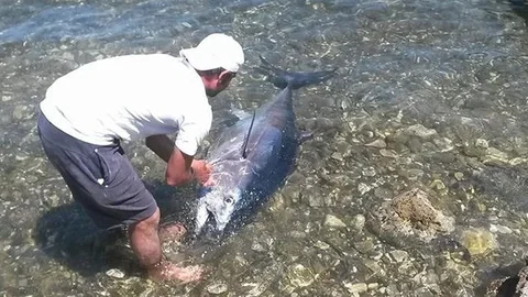 Marmaris'te Şanslı Balıkçı Orkinos Yakaladı