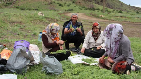 Erzurum'da Çaşır Toplama Etkinliği
