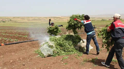 Diyarbakır'da Kenevir Operasyonu