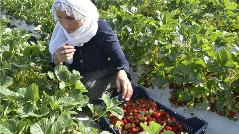 Batman'da Çilek Tarlaları Emekçileri