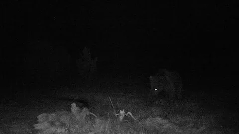 Çorum Ormanlarında Ayı Görüntülendi