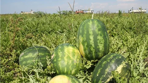 Adana'da Karpuz Hasadı Başladı