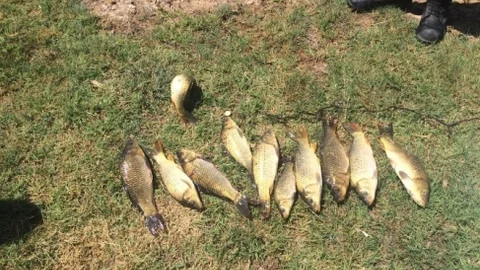 Kulu'da Kaçak Balık Avı Suçüstü