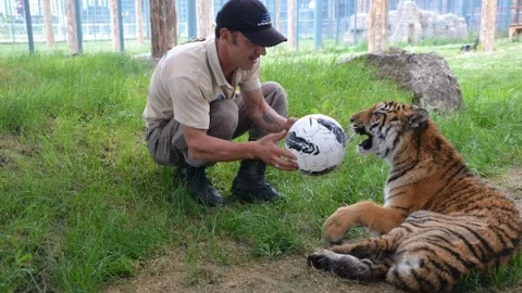 Kayseri'deki Yavru Kaplan Egzersiz Yapıyor