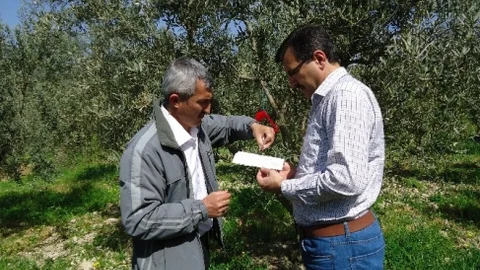 Bilecik'te Zeytin Ağaçları İçin Verim Artışı Çalışması