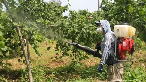 Fındık Küflenmesi Üzerine Endişeler Artıyor
