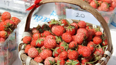 Zonguldak'ta Osmanlı Çileği Festivali