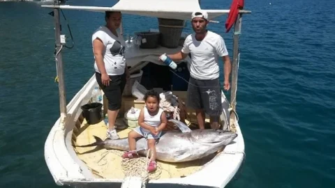 Marmaris'te Dev Orkinos Yakalandı