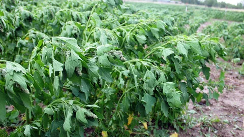 Kinoa Bitkisi Iğdır'da Boy Verdi