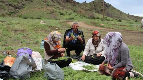 Oltu'da Çaşur Sezonu Başladı
