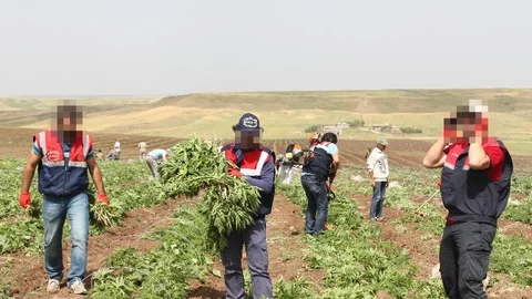 Diyarbakır'da Kenevir Operasyonu
