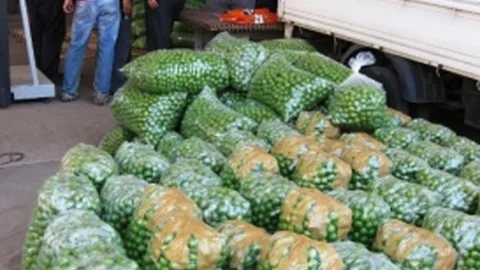 Can Eriklerinde Verim Düşüşü Yaşanıyor