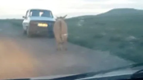 Şanlıurfa'da Eşeğe Eziyet Görüntüleri Ortaya Çıktı