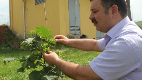 Giresun'da Yeni Fındık Cinsi Üretildi