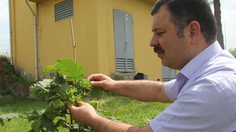 Giresun'da Yeni Fındık Çeşidi Geliştirildi