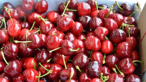 Tacir Kiraz Şenlikleri Coşkuyla Kutlandı