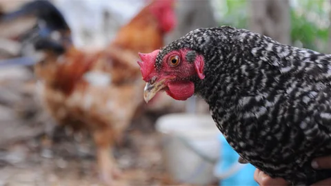 Çilli Tavuk 165 Gram Yumurtladı