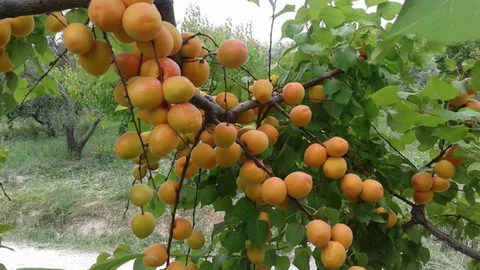 Mersin’de Kayısı İhracatı Artıyor
