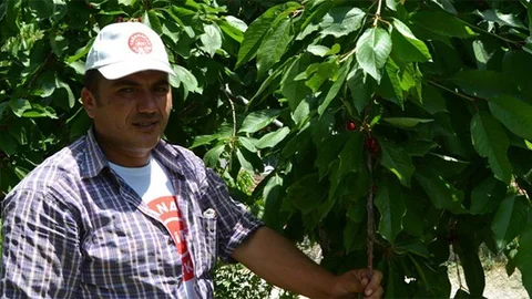 Selendi'de Kiraz Üreticileri Zor Günler Geçiriyor