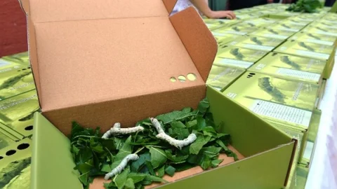 Bursa'da İpekçilik Yeniden Canlanıyor