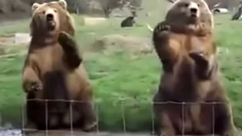 Ayılar Konuklarını Selamlıyor