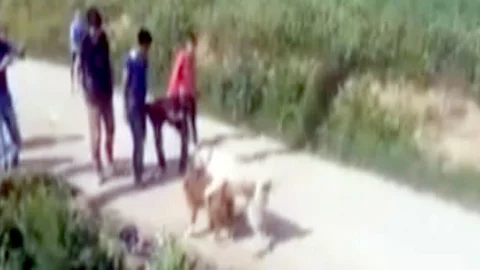 Denizli'de köpek dövüşü yapan şahıslara ceza geldi.