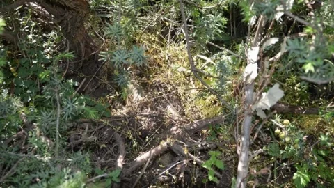 Siirt'te çalılıklarda gizlenmiş havan ve antitank roketi bulundu